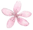 Set of flowers, leaves and branches