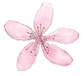 Set of flowers, leaves and branches